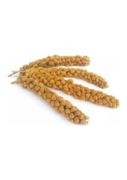 Sarı Dal Darı fiyatları