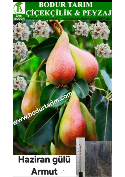 Bulancak 2 Yaşında Yarı Bodur Tüplü Topraklı Aşılı Haziran Gülü Armut Meyve Fidanı