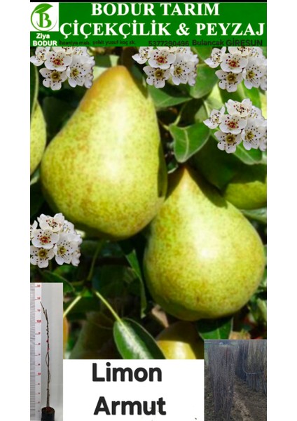 Bulancak 2 Yaşında Yarı Yöresel Bodur Aşılı Topraklı Tüplü Sulu Limon Armut Meyve Fidanı