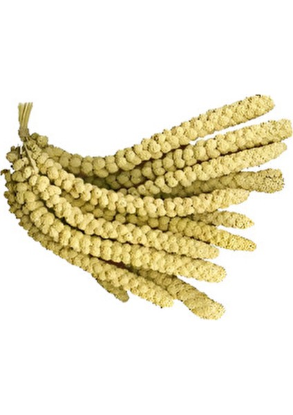 Dal Darı 100 gr Ak Dal Darı Daldarı 100 gr