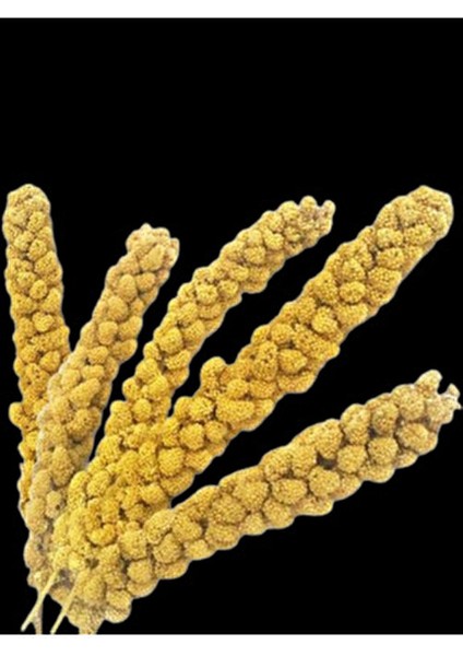 Dal Darı 100 gr Ak Dal Darı Daldarı 100 gr fiyatları