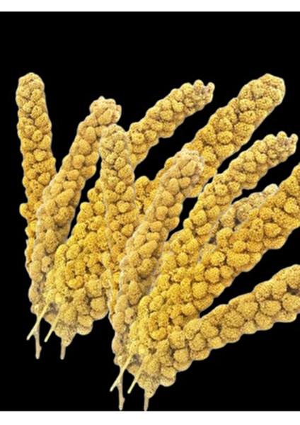 Dal Darı 100 gr Ak Dal Darı Daldarı 100 gr modelleri