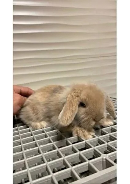 50X50 Ölçü Plastik Tavşan Kafesi Taban Izgarası [ 1 Adet ]