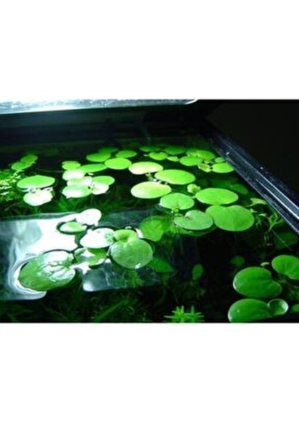 Amazon Frogbit Su Üstü Bitkisi 1 Adet Akvaryum Bitkisi fiyatları