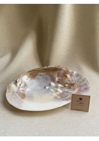 Istridye Kabuğu Incili Makabe Deniz Kabuğu