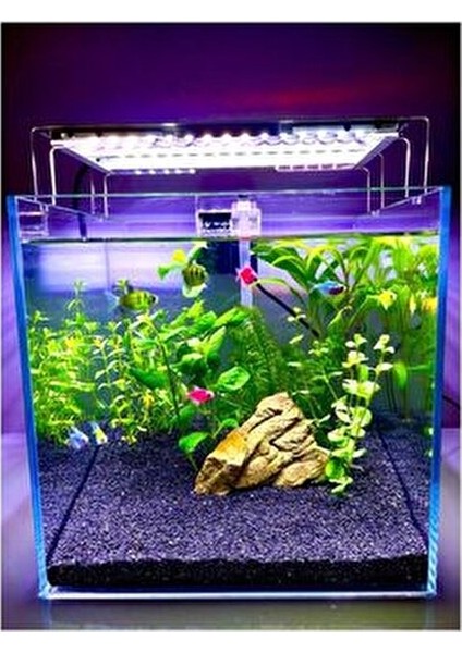 Co2 Gerekmeyen Kolay 30 Dal Akvaryum Bitki Paketi - Yeni Başlayanlar Için Uygun