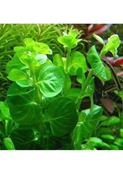 Co2 Gerekmeyen Kolay 30 Dal Akvaryum Bitki Paketi - Yeni Başlayanlar Için Uygun modelleri