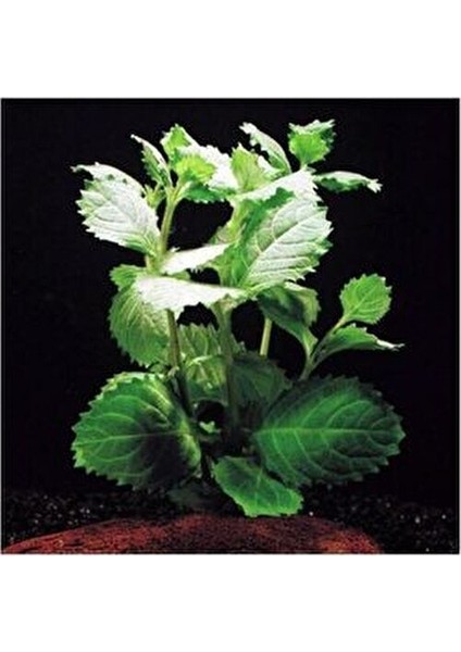 Co2 Gerekmeyen Kolay 30 Dal Akvaryum Bitki Paketi - Yeni Başlayanlar Için Uygun fırsatları