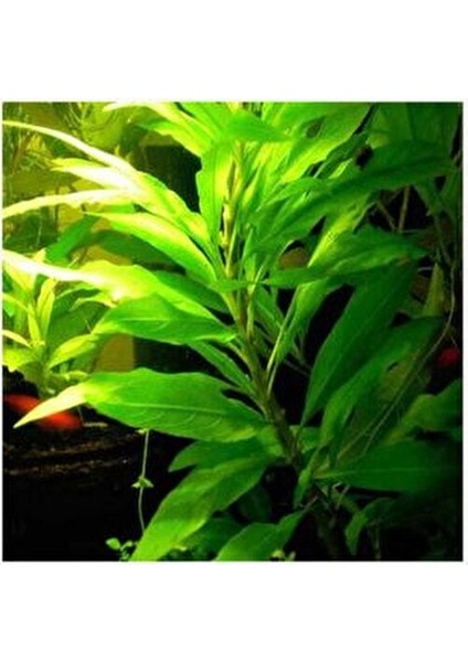 Co2 Gerekmeyen Kolay 30 Dal Akvaryum Bitki Paketi - Yeni Başlayanlar Için Uygun indirimleri