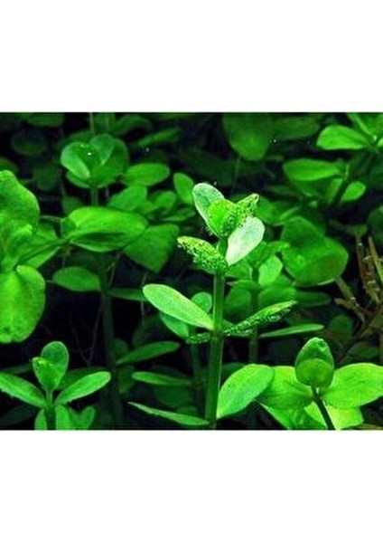 Co2 Gerekmeyen Kolay 30 Dal Akvaryum Bitki Paketi - Yeni Başlayanlar Için Uygun