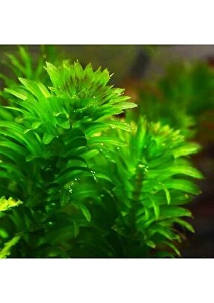 Co2 Gerekmeyen Kolay 30 Dal Akvaryum Bitki Paketi - Yeni Başlayanlar Için Uygun
