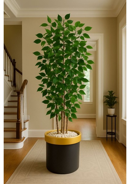 5 Govdeli Bambu Benjamın Agacı 150 cm Lux Saksıda 998754654, One Size