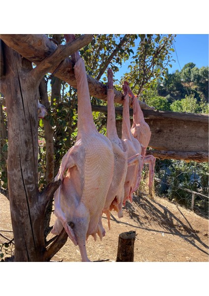 Kaz bütün (2,5 - 3 kg ) organik köy kazı