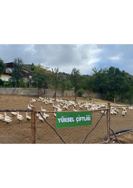 Kaz bütün (2,5 - 3 kg ) organik köy kazı fiyatları