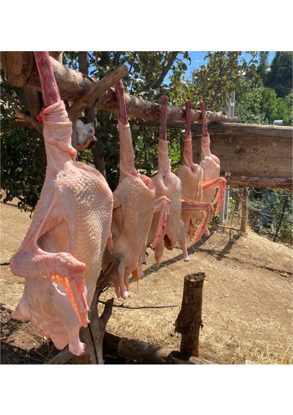 Kaz bütün (2,5 - 3 kg ) organik köy kazı indirimleri