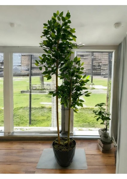 Yapay Ağaç Benjamin 150 cm Yakamoz Saksı ve Dolomit Taşı Dahil KAYRAFLOW15, One Size