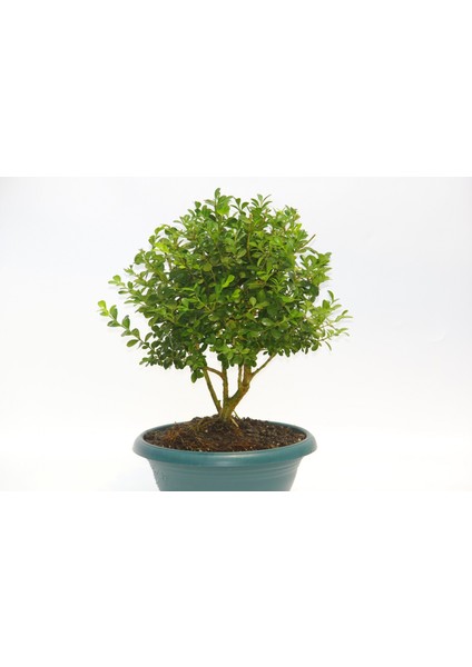 Bonsai Buxus - Hediyelik Ev Ofis Bitkisi fiyatları