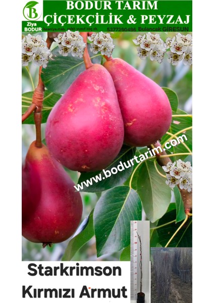 Bulancak 2 Yaşında Yarı Bodur Aşılı Tüplü Topraklı Starkrimson Dışı Kırmızı Armut Meyvesi Fidanı