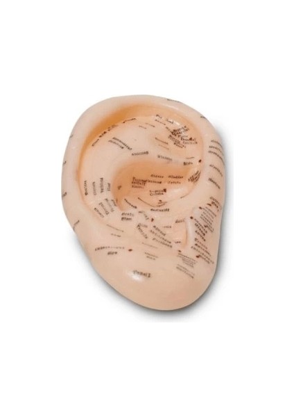 Kulak Akupunktur Modeli Detaylı Nokta Gösterimi