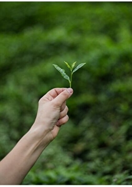 El Yapımı Yeşil Çay 100 gr Doğal Antioksidan ve Ferahlatıcı İçecek fiyatları