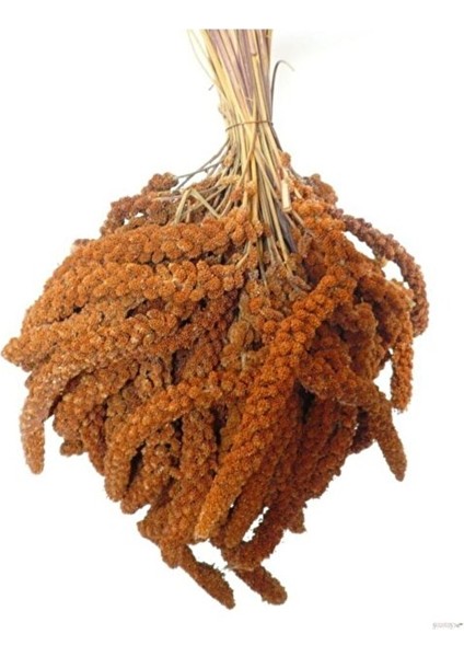 Kızıl Dal Darı Yerli Üretim Yeni Mahsul Kuş Yemi 250 gr