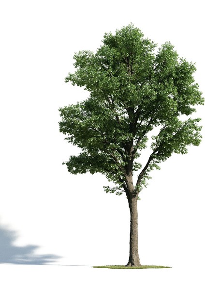Ihlamur Ağacı 1.5-2 Metre 2 Adet