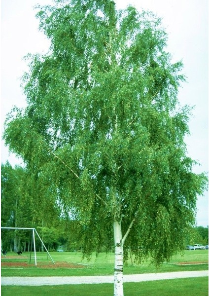 Huş Ağacı Fidanı - Betula Pendula fiyatları