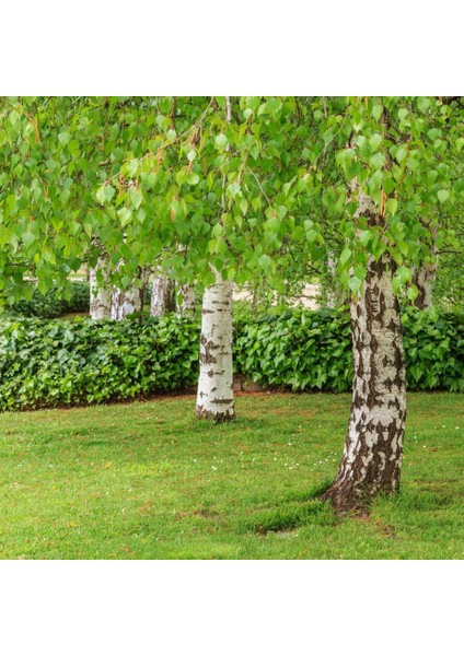 Huş Ağacı Fidanı - Betula Pendula modelleri