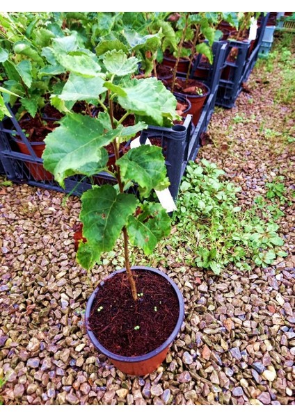 Huş Ağacı Fidanı - Betula Pendula fırsatları