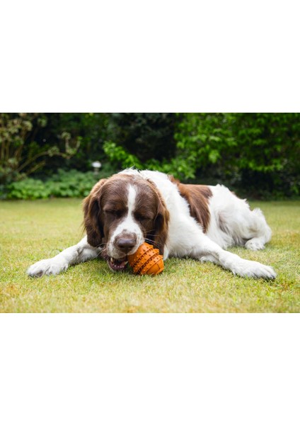 Beeztees Sumo Dayanıklı Dental Oyuncak M Turuncu modelleri