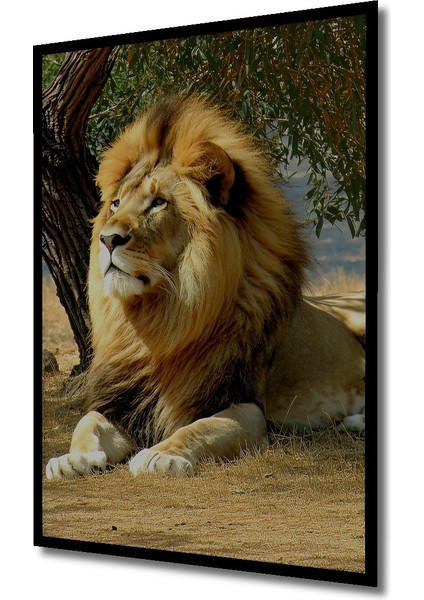 Çerçeve Görünümlü Aslanın Görkemli Bakışı Yağlı Boya Görünümlü Dekoratif Ahşap Ofis Kare Tablo fiyatları