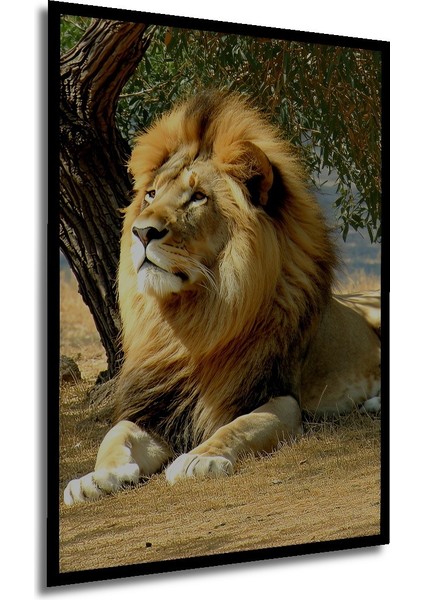 Çerçeve Görünümlü Aslanın Görkemli Bakışı Yağlı Boya Görünümlü Dekoratif Ahşap Ofis Kare Tablo modelleri