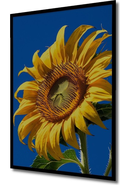 Çerçeve Görünümlü Gökyüzü Mavi Arka Planlı Yağlı Boya Görünümlü Ayçiçeği Ahşap Ofis Kare Tablo fiyatları