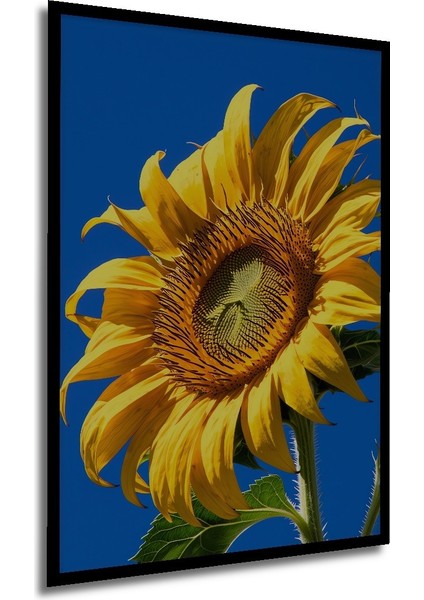 Çerçeve Görünümlü Gökyüzü Mavi Arka Planlı Yağlı Boya Görünümlü Ayçiçeği Ahşap Ofis Kare Tablo modelleri