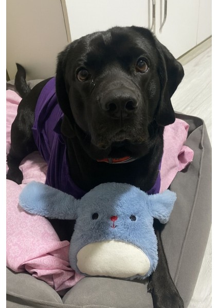 Peluş Tavşan Köpek Oyuncağı | Hışırtı Sesli Oyun Arkadaşı fırsatları