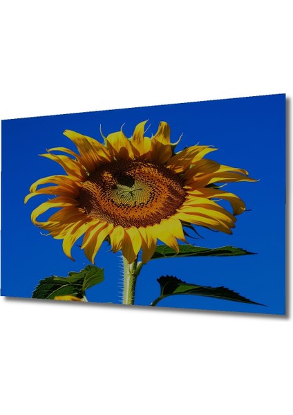 Güneşte Açan Ayçiçeği Yağlı Boya Görünümlü Dekoratif Ahşap Ev/işyeri/ofis Kare Tablo fiyatları