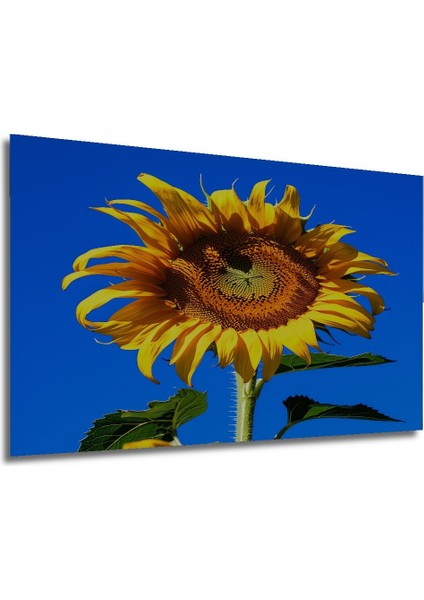 Güneşte Açan Ayçiçeği Yağlı Boya Görünümlü Dekoratif Ahşap Ev/işyeri/ofis Kare Tablo modelleri