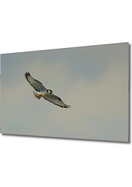 Gökyüzünde Süzülen Şahin Yağlı Boya Görünümlü Dekoratif Ahşap Ev/işyeri/ofis Kare Tablo fiyatları