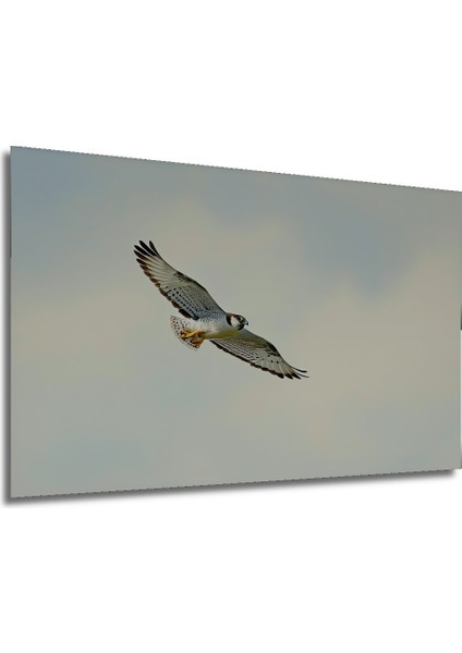 Gökyüzünde Süzülen Şahin Yağlı Boya Görünümlü Dekoratif Ahşap Ev/işyeri/ofis Kare Tablo modelleri