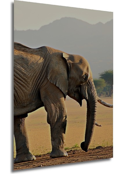 Sulu Boya Görünümlü Savan Fil Heybeti Ev/işyeri/ofis/salon Ahşap Dekoratif Kare Tablo modelleri