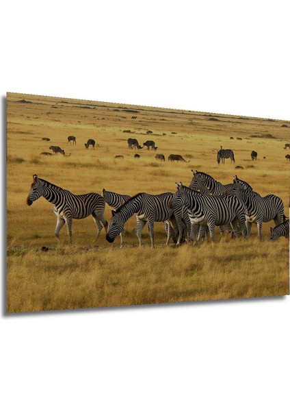 Afrika Savanında Zebra Sürüsü Yağlı Boya Görünümlü Dekoratif Ahşap Ev/işyeri/ofis Kare Tablo modelleri