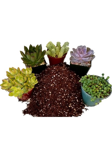 Kaktüs Sukulent Toprağı - Özel Karışım 10 Litre fiyatları
