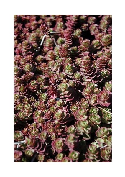 Sedum Vodoo 45 Adet - Kırmızı Yer Örtücü, Sukulent Teraryum Bitki fırsatları