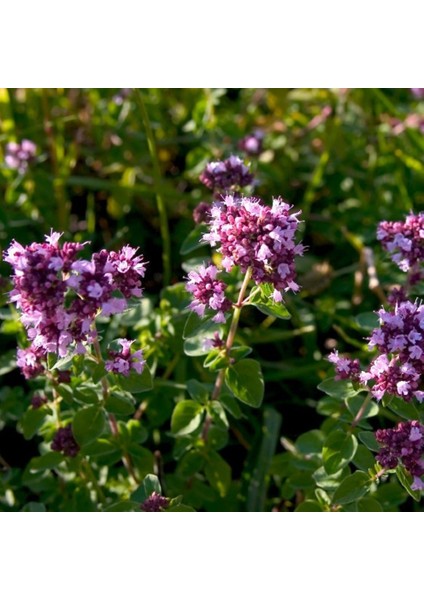 Istanbul Kekiği 3 Adet - Origanum Vulgare