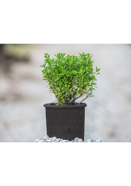 Istanbul Kekiği 3 Adet - Origanum Vulgare fiyatları