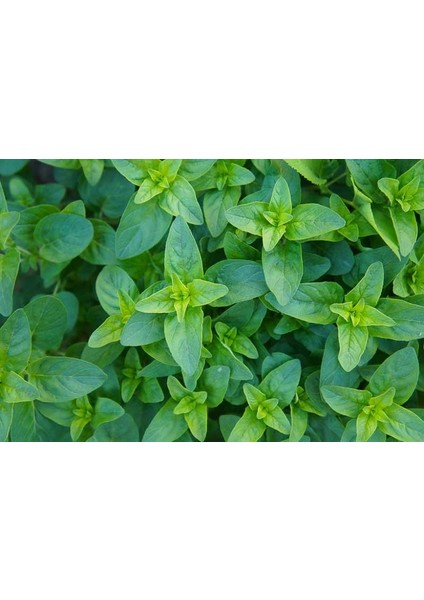 Istanbul Kekiği 3 Adet - Origanum Vulgare modelleri