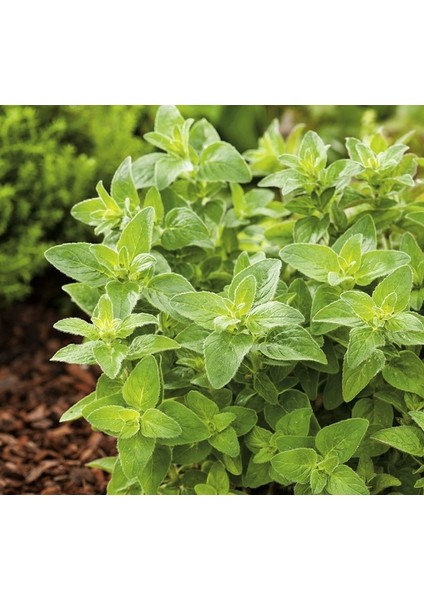 Istanbul Kekiği 3 Adet - Origanum Vulgare fırsatları