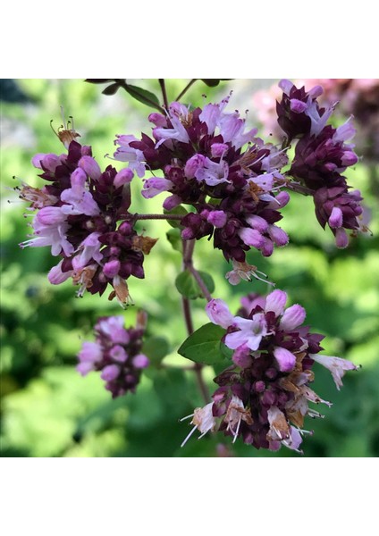 Istanbul Kekiği 3 Adet - Origanum Vulgare indirimleri