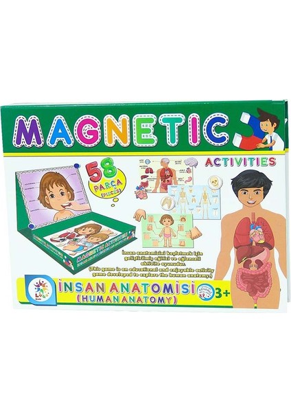 Utku Laço LC7986 Manyetik Aktivite Insan Anatomisi
