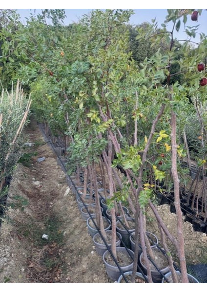 Saksıda, Meyve Veren 7 Yaş Iri Meyveli Hünnap Fidanı 220-250 cm fiyatları